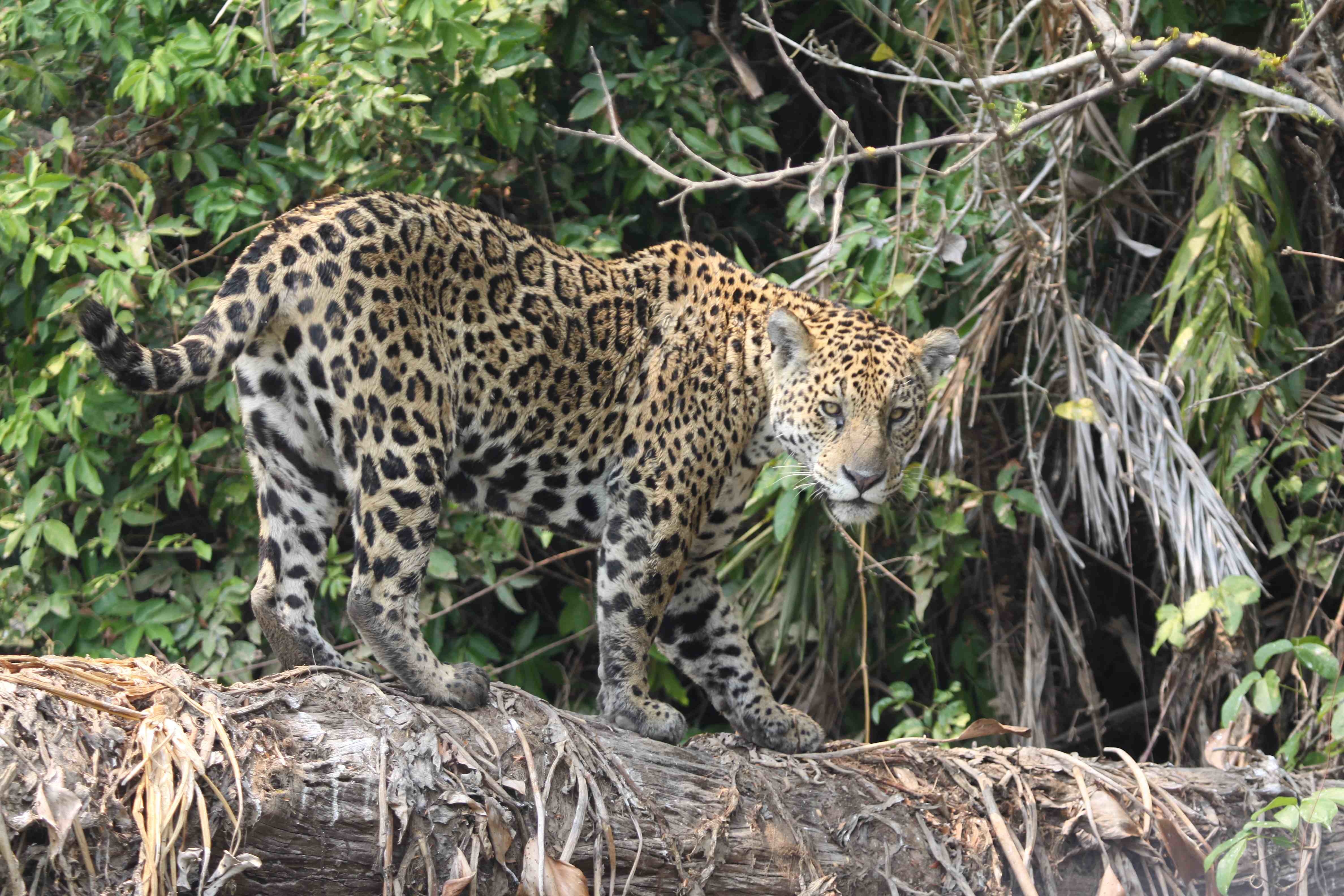 Jaguar | Defenders of Wildlife